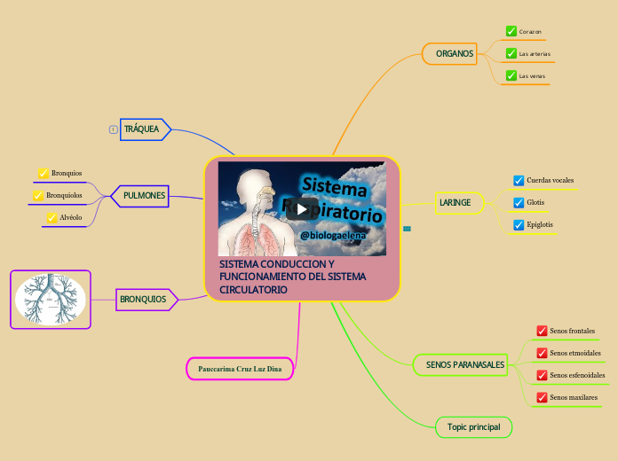 SISTEMA CONDUCCION Y FUNCIONAMIENTO DEL SISTEMA CIRCULATORIO