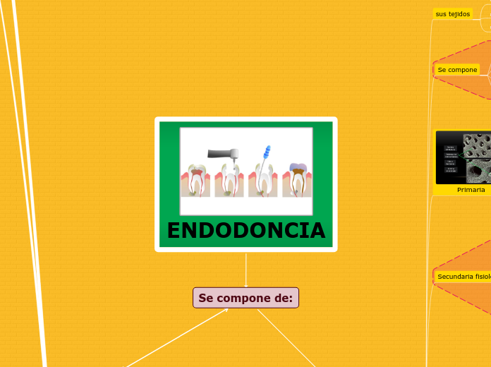 Endodontium