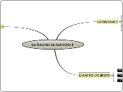 La función de nutrición II