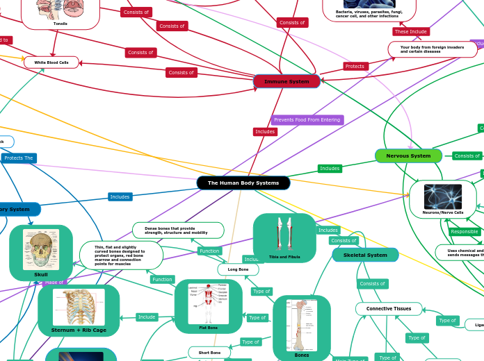 The Human Body Systems