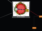 EL OJO HUMANO