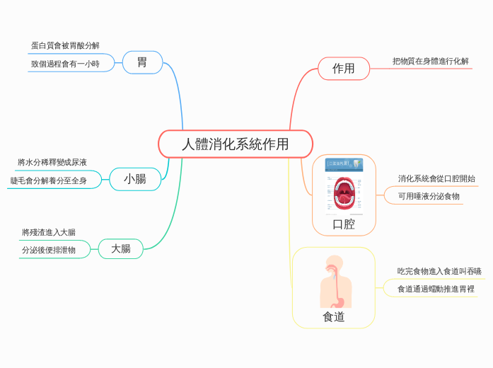 人體消化系統作用