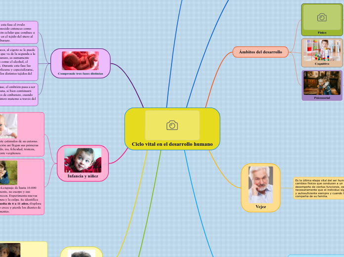 Ciclo vital en el desarrollo humano