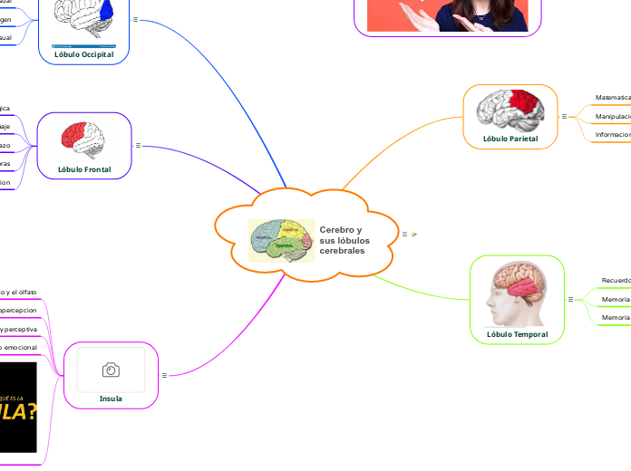 Cerebro y sus lóbulos cerebrales