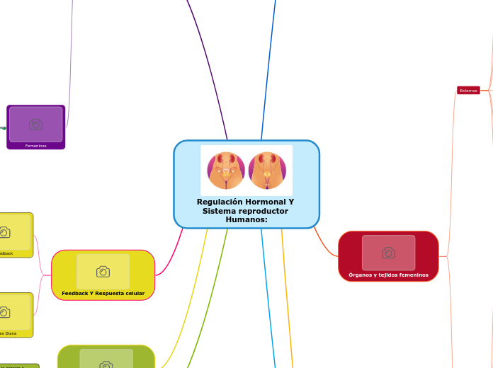 Regulación Hormonal Y Sistema reproductor Humanos: