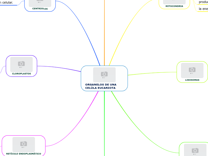 ORGANELOS DE UNA CELÚLA EUCARIOTA
