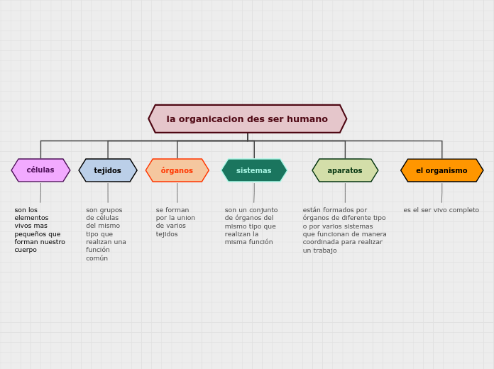 la organicacion des ser humano