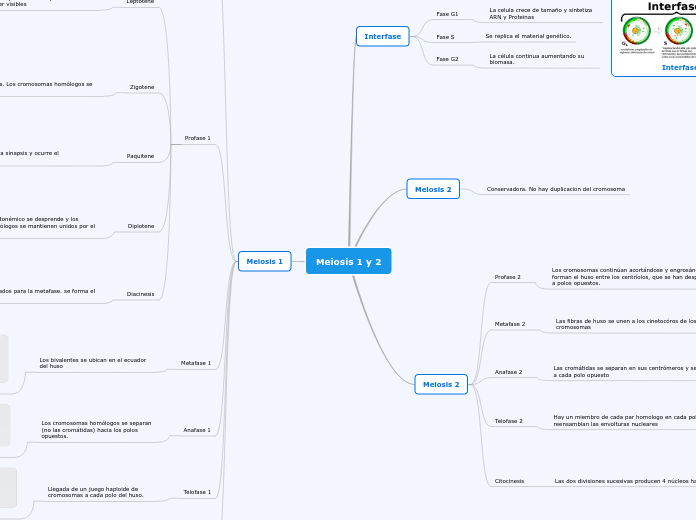 Meiosis 1 y 2