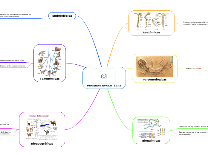 PRUEBAS EVOLUTIVAS