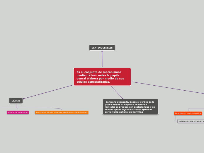 Es el conjunto de mecanismos mediante los cuales la papila dental elabora por medio de sus celulas especializadas.