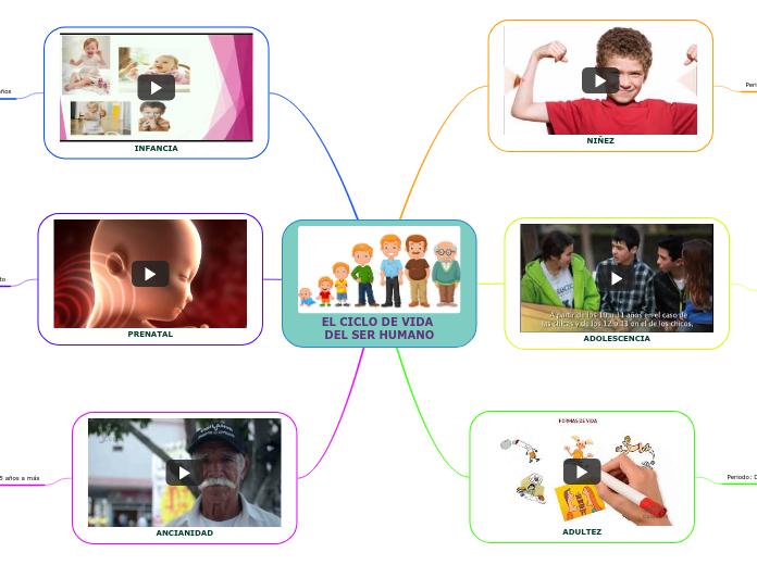 EL CICLO DE VIDA DEL SER HUMANO