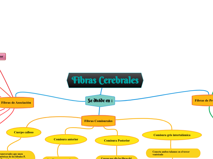 Fibras Cerebrales