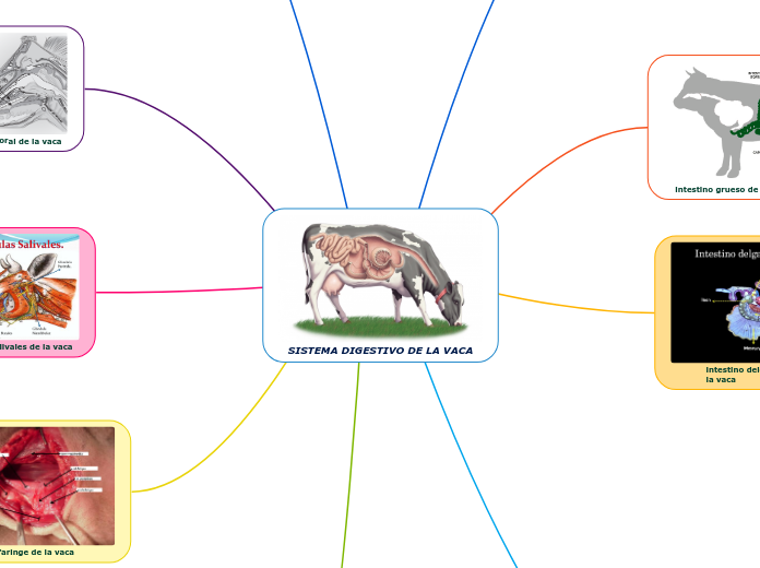 SISTEMA DIGESTIVO DE LA VACA