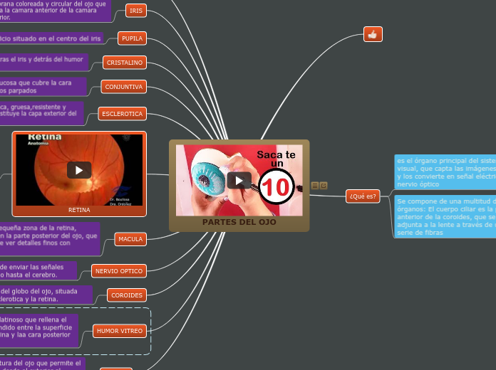 PARTES DEL OJO