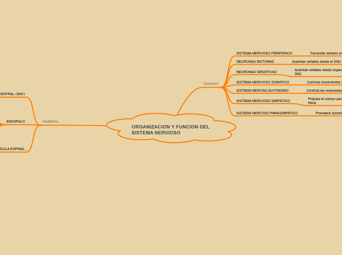 ORGANIZACION Y FUNCION DEL SISTEMA NERVIOSO