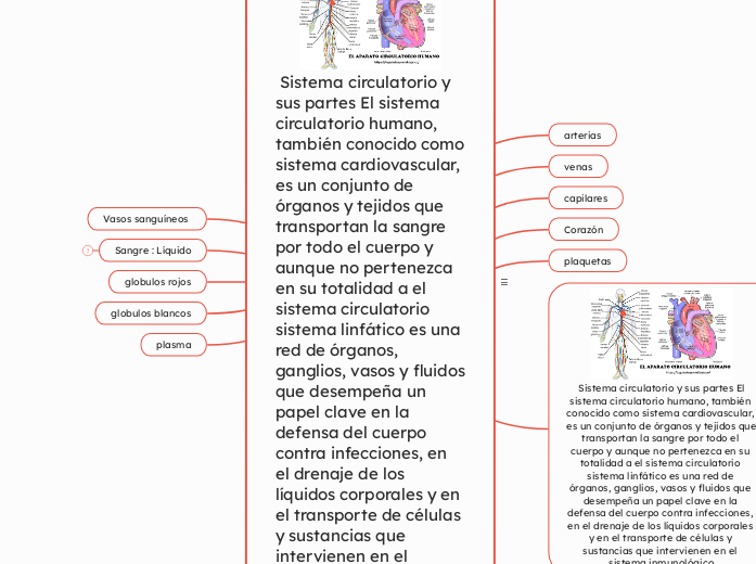  Sistema circulatorio y sus partes El sistema circulatorio humano, también conocido como sistema cardiovascular, es un conjunto de órganos y tejidos que transportan la sangre por todo el cuerpo y aunque no pertenezca en su totalidad a el sistema circula