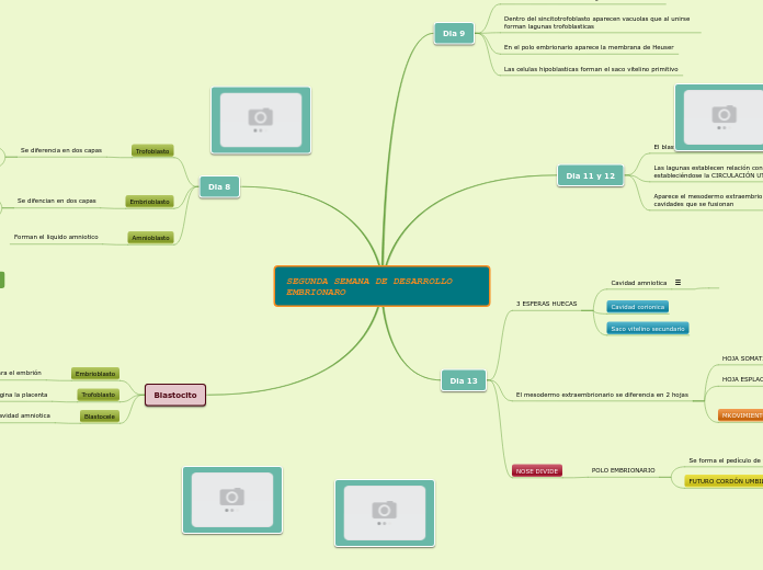 2da semana de desarrollo enbrionario