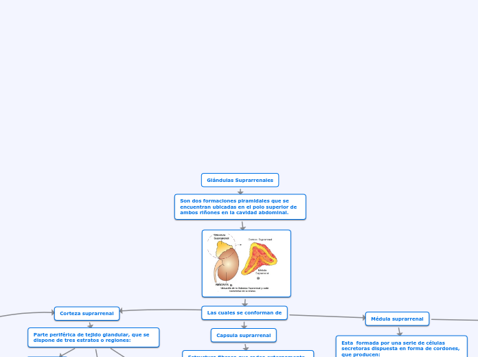 Glándulas Suprarrenales