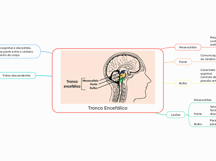 Tronco Encefálico