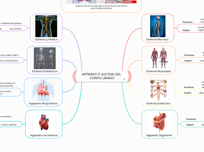 APPARATI E SISTEMI DEL CORPO UMANO