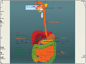 Human Nutrition