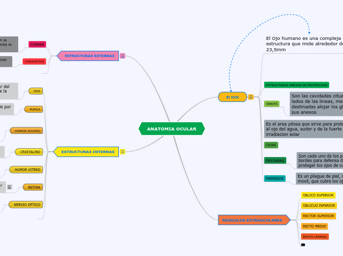 ANATOMIA OCULAR