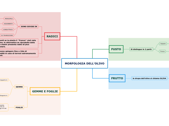 MORFOLOGIA DELL'OLIVO