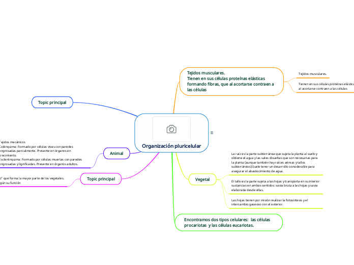 Organización pluricelular