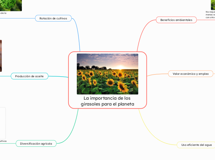 La importancia de los girasoles para el planeta