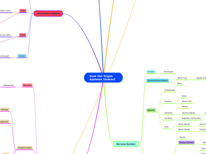 How Our Organ Systems Interact