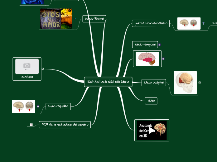 Estructura del cerebro