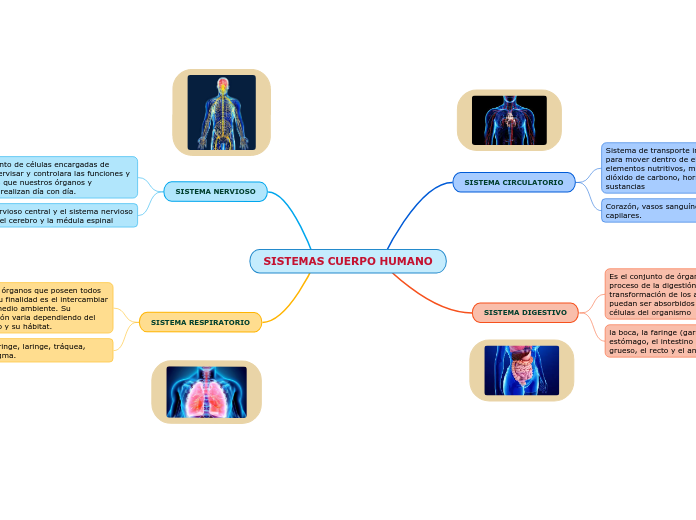 SISTEMAS CUERPO HUMANO