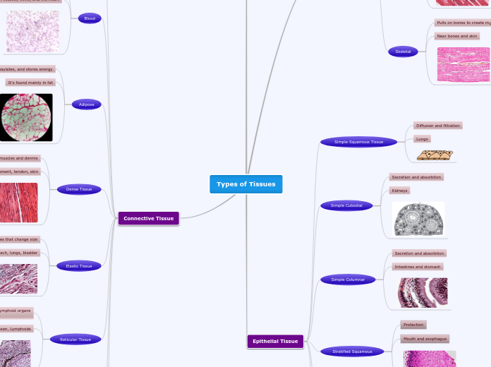 Types of Tissues