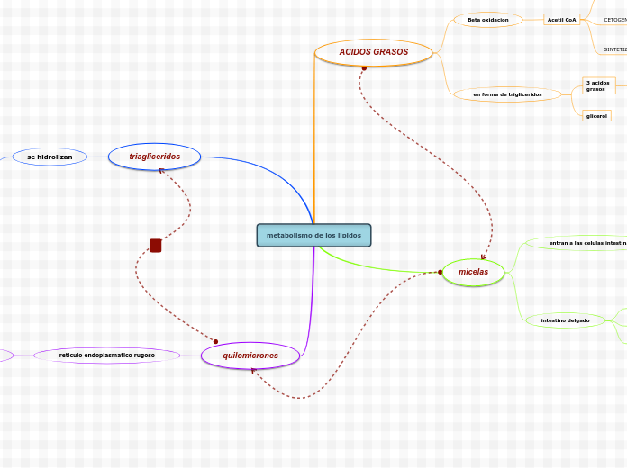 metabolismo de los lipidos