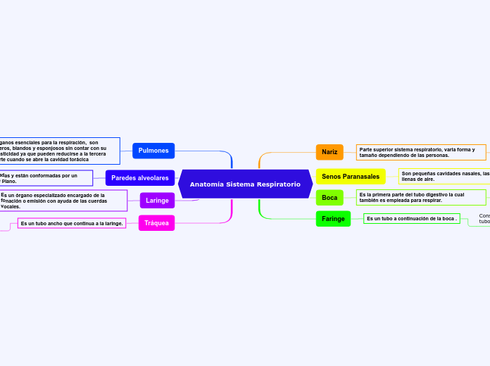 Anatomía Sistema Respiratorio