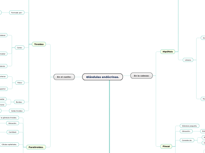 Glándulas endócrinas.