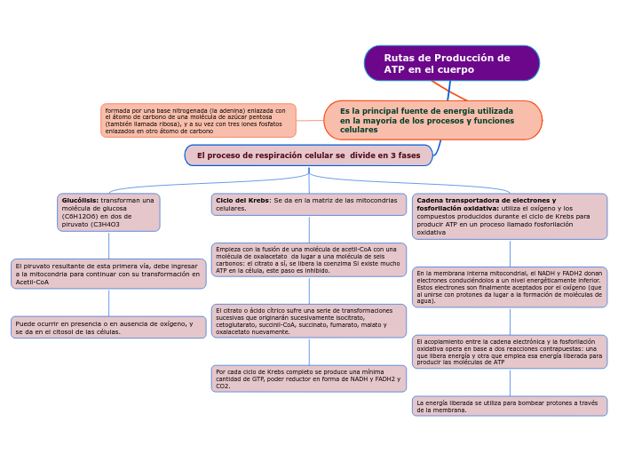 Rutas de Producción de ATP en el cuerpo