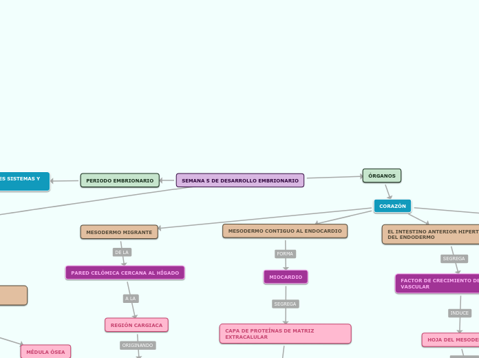 SEMANA 5 DE DESARROLLO EMBRIONARIO