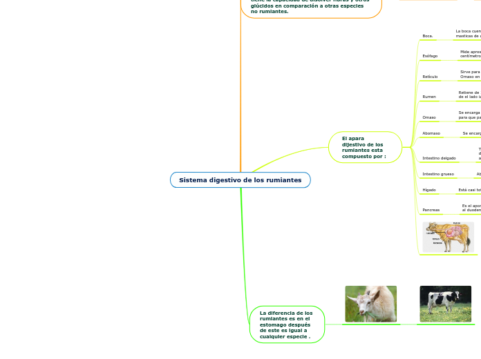 Sistema digestivo de los rumiantes