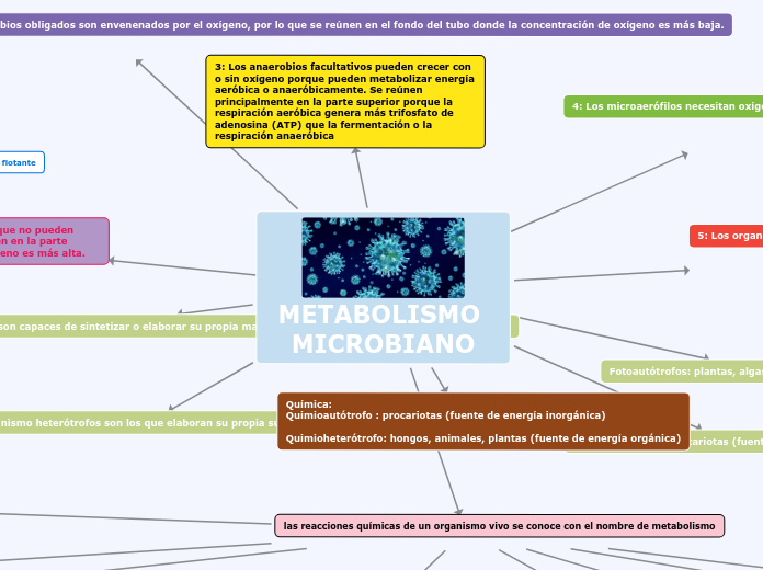 METABOLISMO MICROBIANO