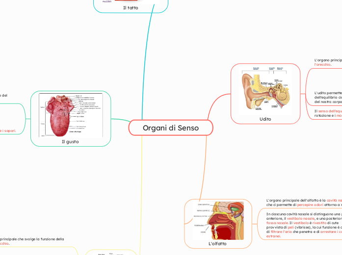 Organi di Senso