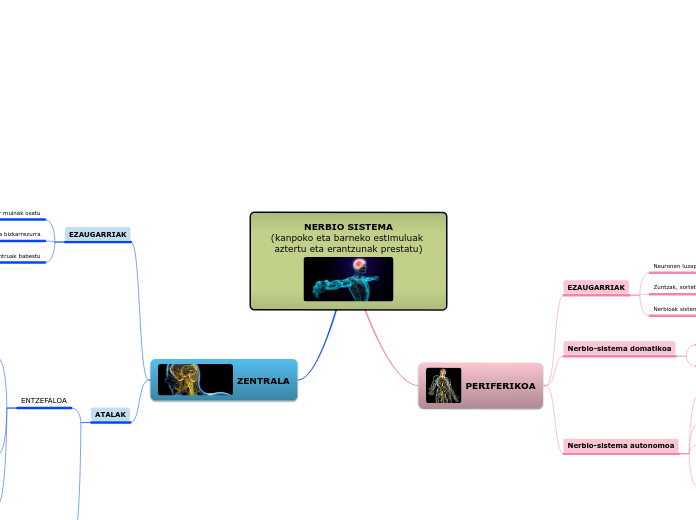 NERBIO SISTEMA
(kanpoko eta barneko estimuluak aztertu eta erantzunak prestatu)