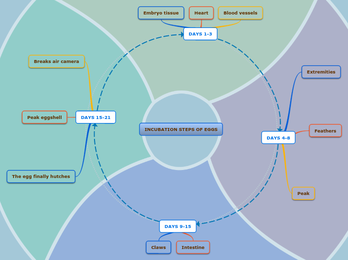 INCUBATION STEPS OF EGGS