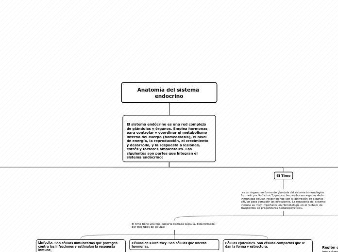 Anatomía del sistema endocrino