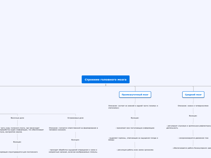 Строение головного мозга