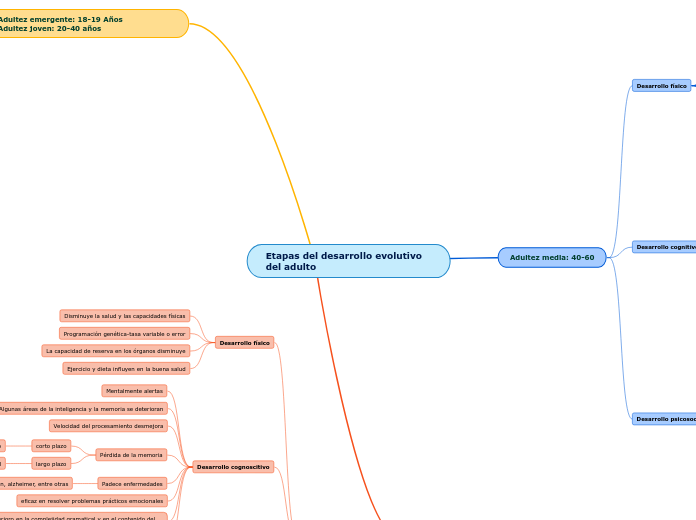 Etapas del desarrollo evolutivo del adulto