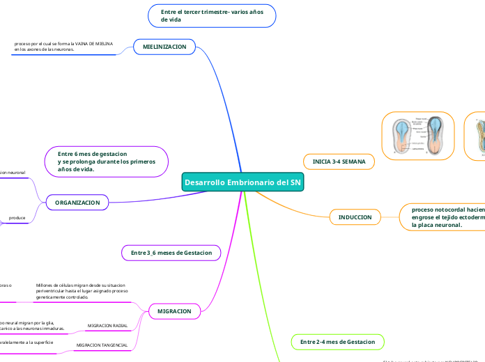 Desarrollo Embrionario del SN