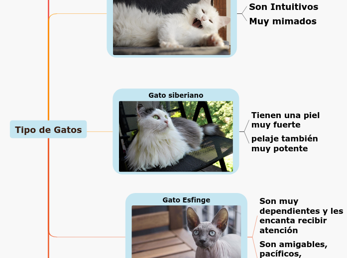 Tipo de Gatos