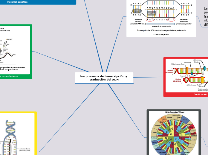 los procesos de transcripción y traducción del ADN