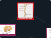 El sistema nervioso central